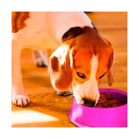 Round Pet Food Bowl 8-Inch | Durable Plastic Feeder for Dogs & Cats | Non-Slip & Easy to Clean (Random Colors)
